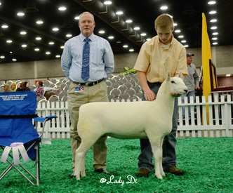 Champion Ewe