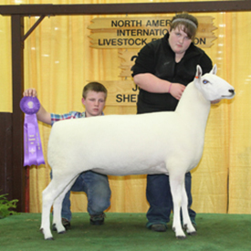 Champion Ewe